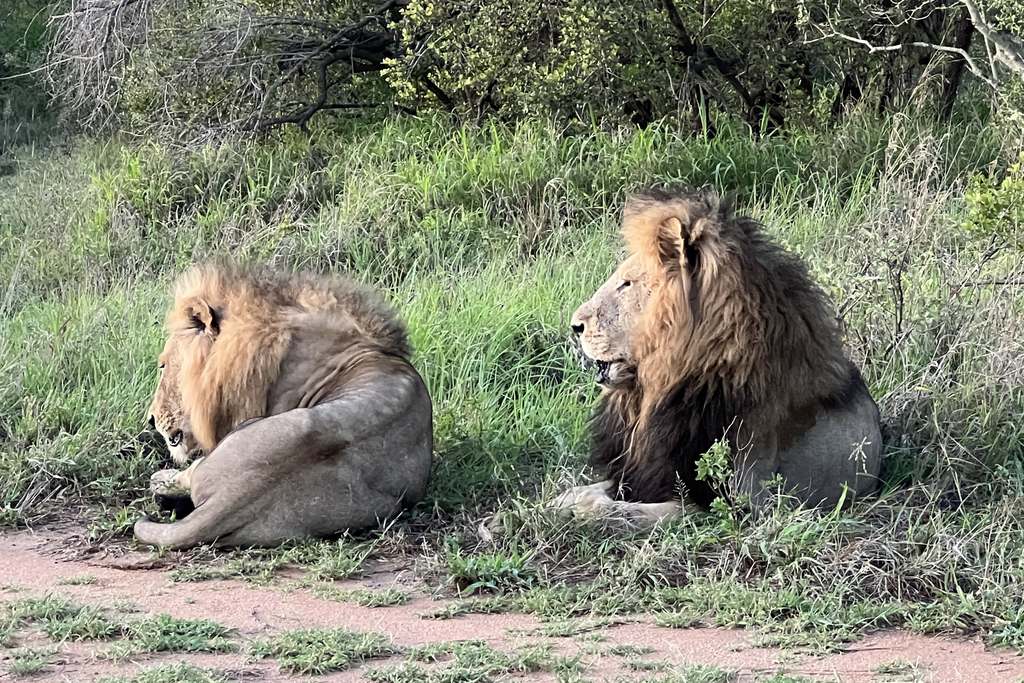 Lion's at Maroela Camp