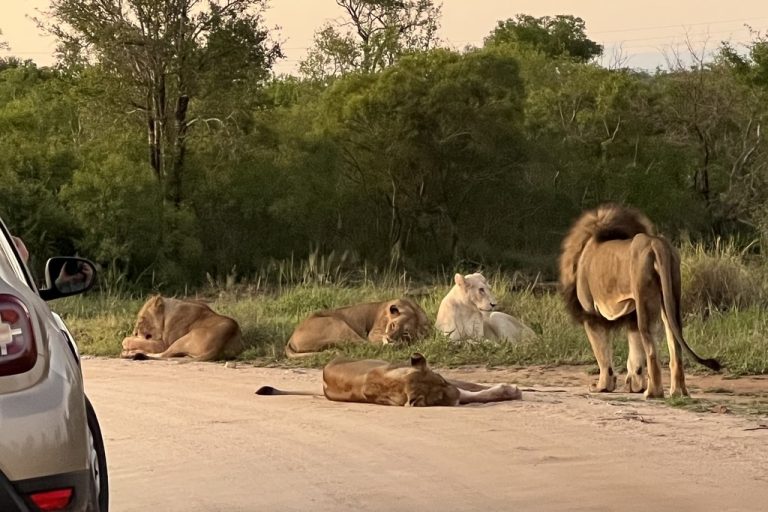 Lion's at Maroela Camp
