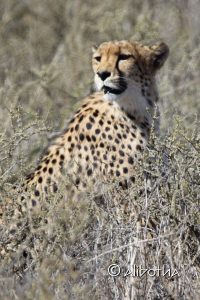 Kgalagadi Transfrontier Park - Cheetah