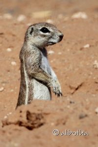 Kgalagadi Transfrontier Park - Ground Squirrel