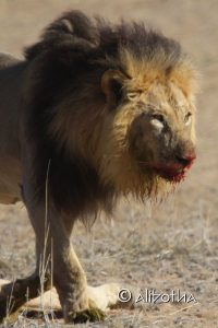 Kgalagadi Transfrontier Park - Lion