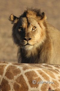 Kgalagadi Transfrontier Park - Lion on giraffe kill